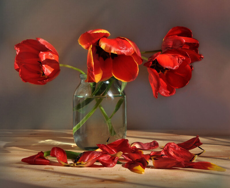 Red Tulips in a Vase — Dramatic, Afternoon