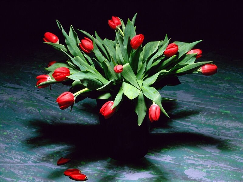 Red Tulips in a Vase — Dramatic, Photograph, Petals