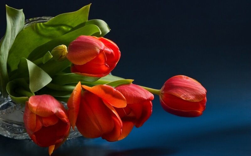 Red Tulips in a Vase — Dramatic