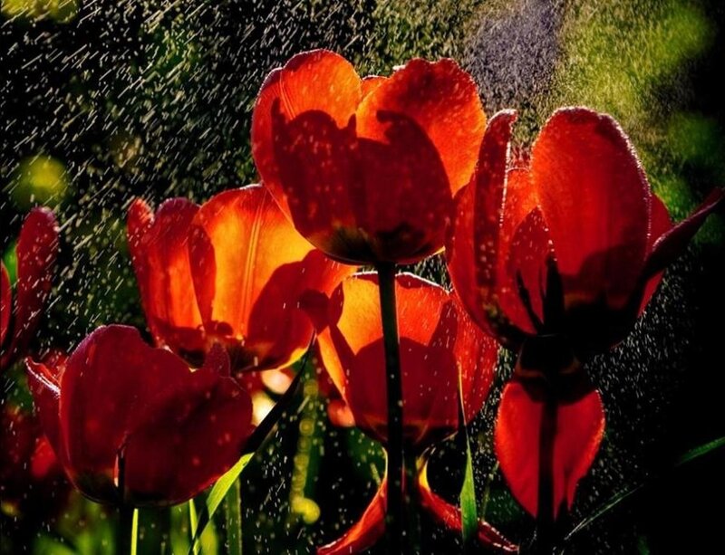 Red tulips in a water spray