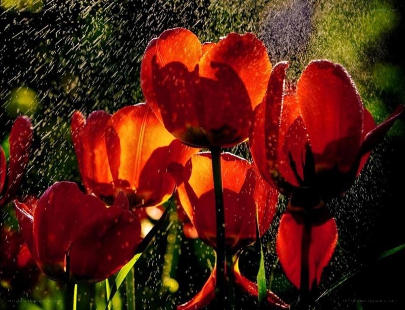 Red tulips in a water spray