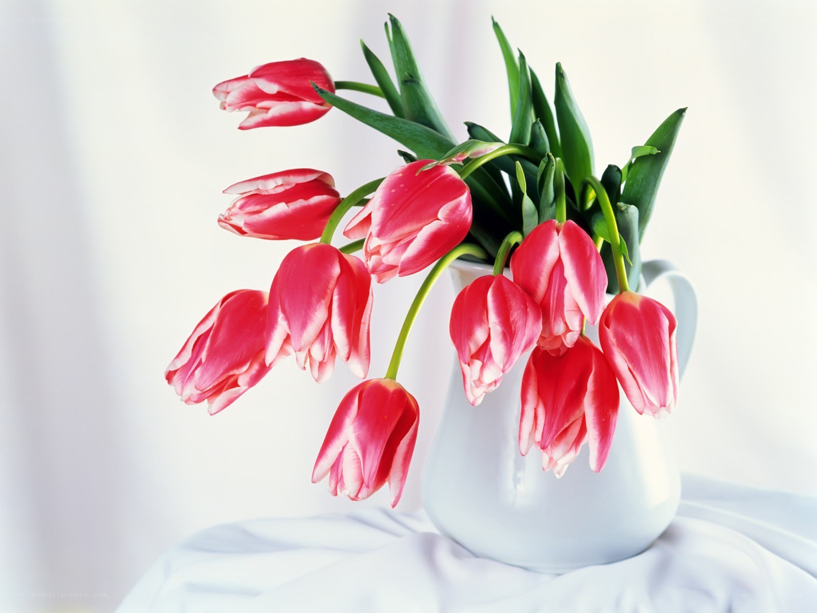 Red tulips in a white pitcher