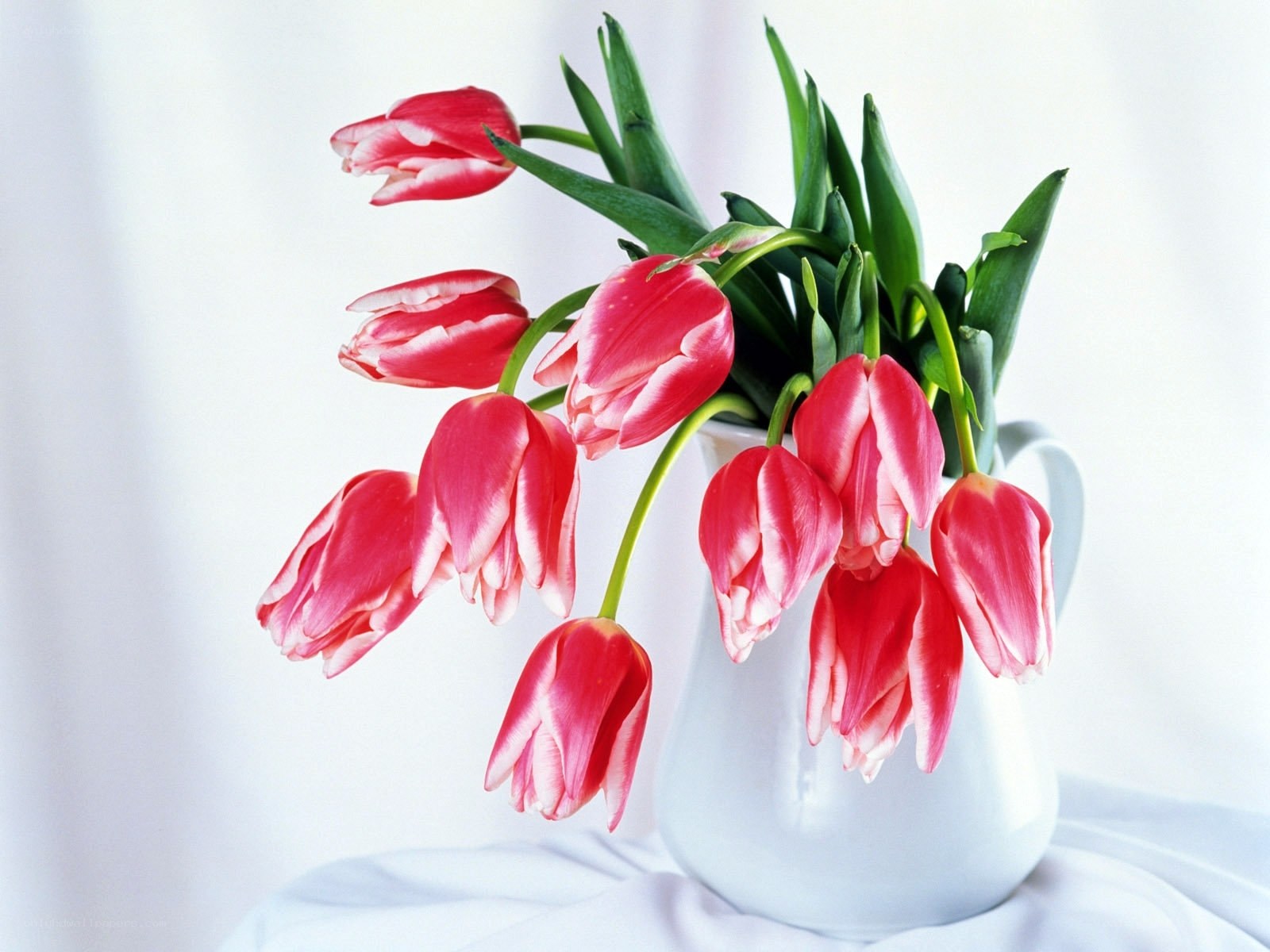 Red tulips in a white pitcher
