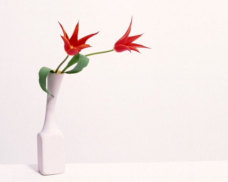 Red tulips in a white vase