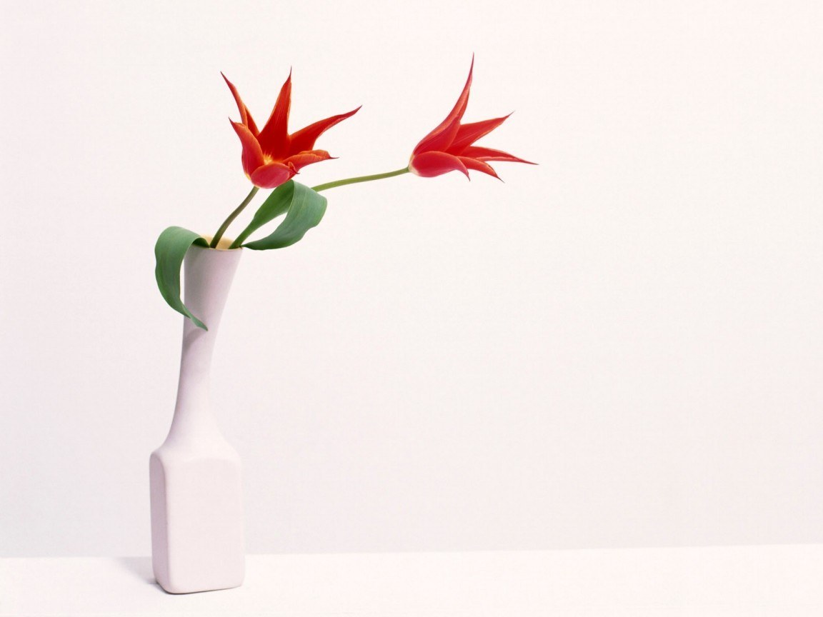 Red tulips in a white vase