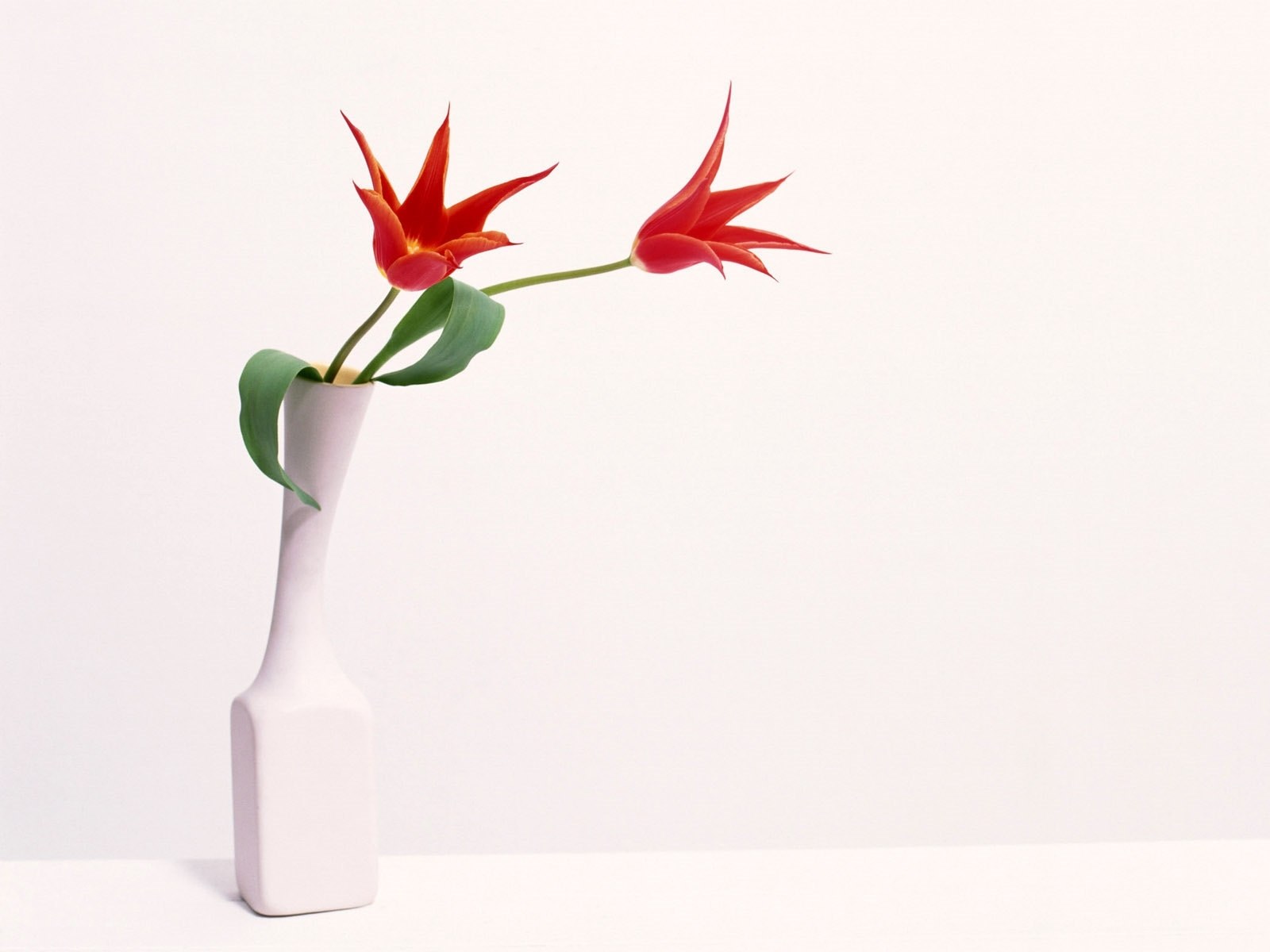 Red tulips in a white vase