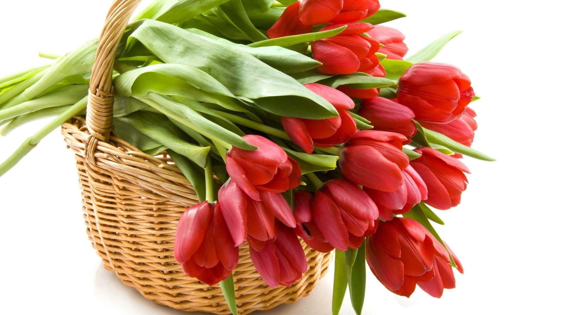 Red tulips in a wicker basket