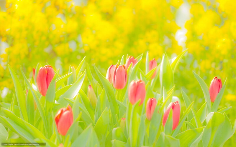 Red tulips in a yellow field