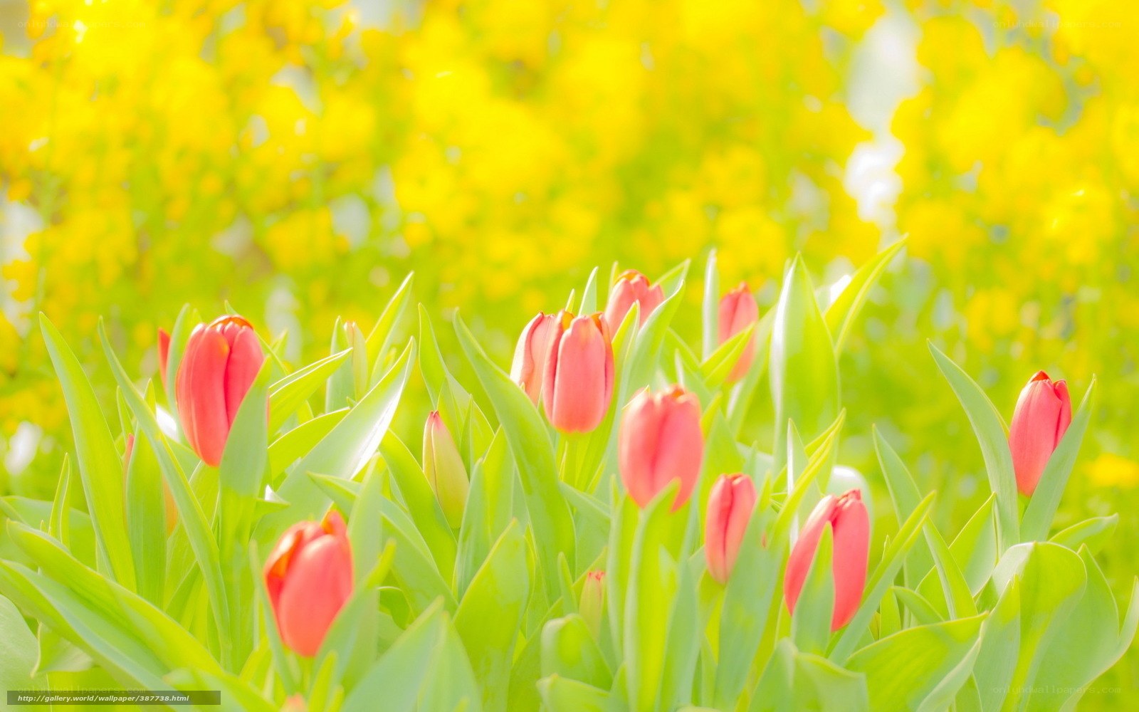 Red tulips in a yellow field