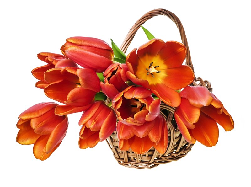 Red Tulips in Basket — Bright