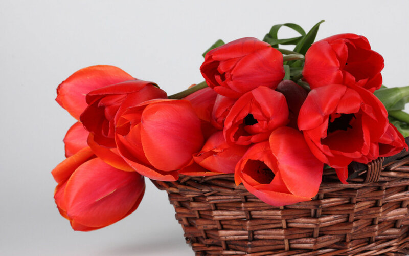 Red Tulips in Basket — Calm, Photograph, Flowers, Green Leaves