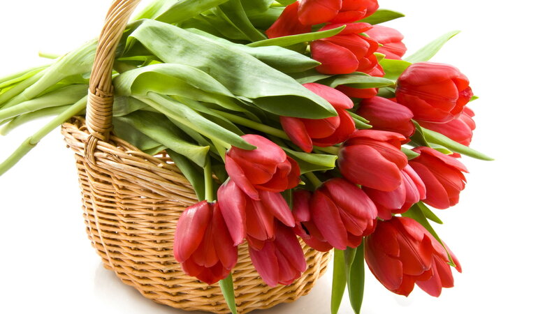 Red Tulips in Basket — Calm, Photograph, Flowers, Leaves
