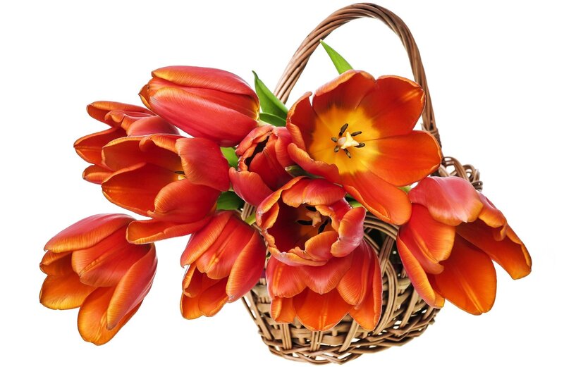 Red Tulips in Basket — Calm, Photograph, Green Leaves