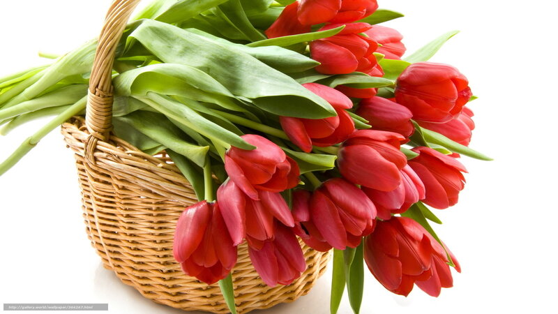 Red Tulips in Basket — Calm, Spring, Photograph, Flowers