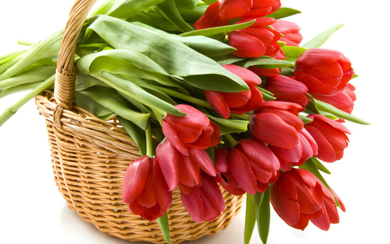 Red Tulips in Basket — Calm, Spring, Photograph