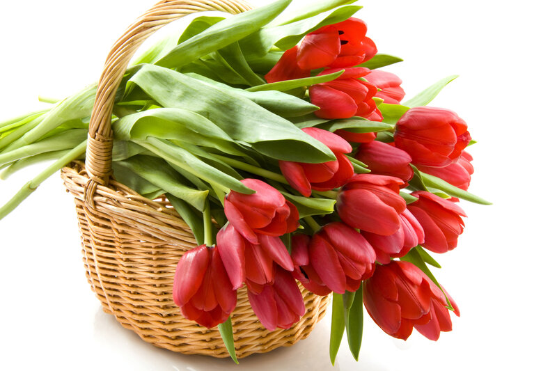 Red Tulips in Basket — Calm, Spring