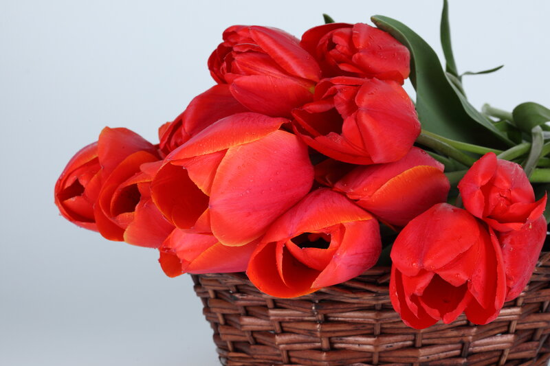 Red Tulips in Basket — Calm