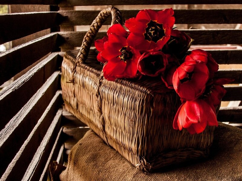 Red Tulips in Basket — Dramatic, Photograph