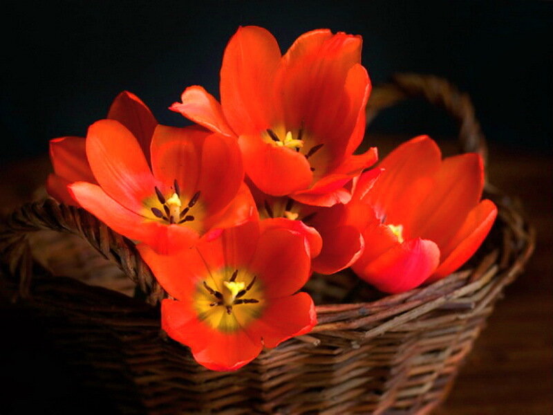 Red Tulips in Basket — Dramatic