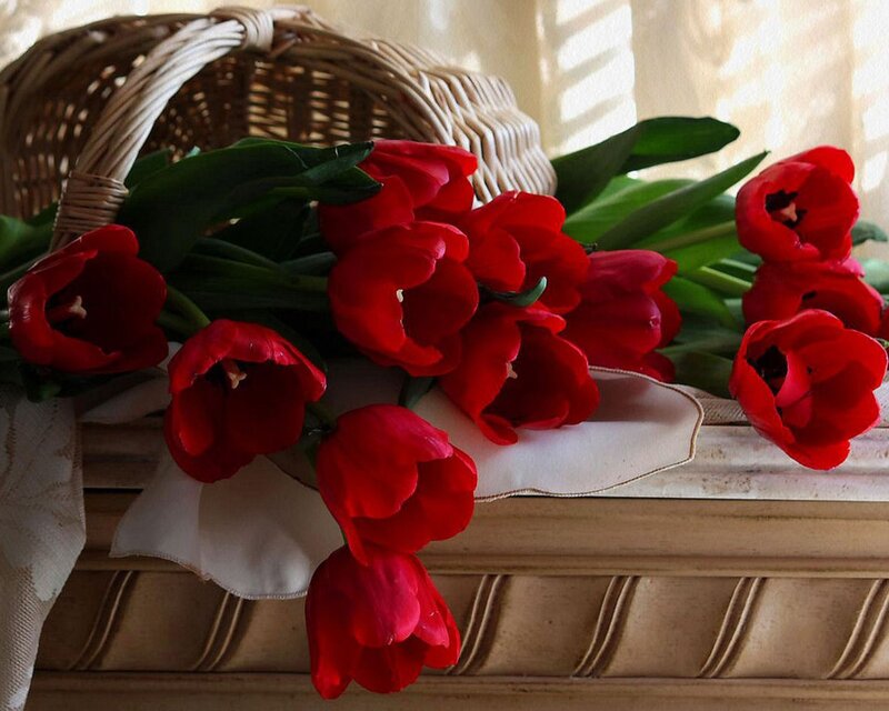 Red Tulips in Basket — Serene, Morning