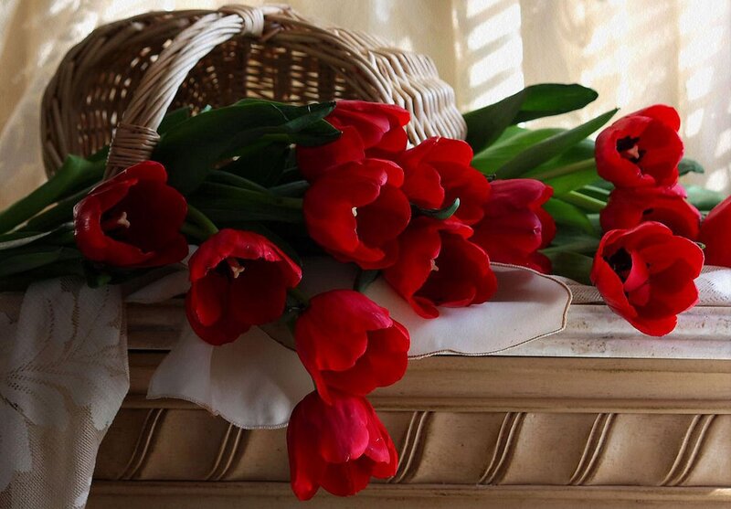 Red Tulips in Basket — Serene