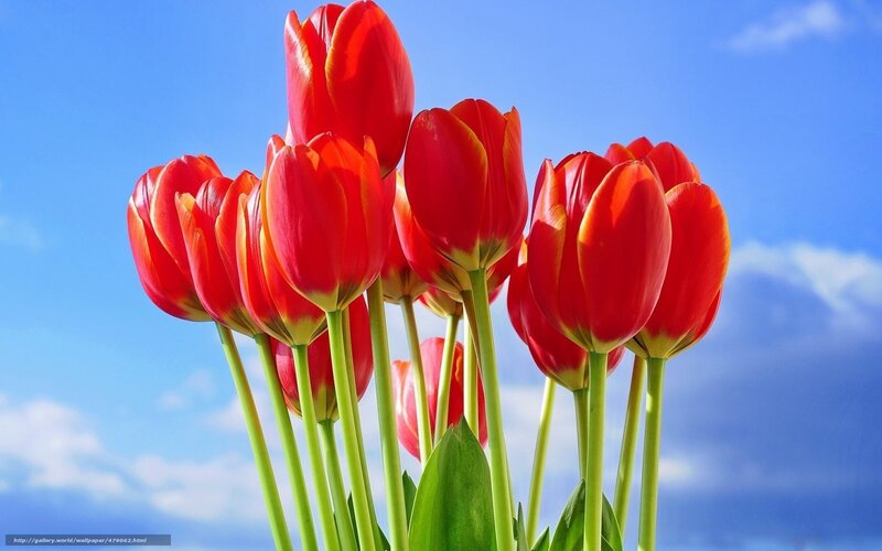 Red Tulips in Bloom — Bright, Afternoon, Photograph