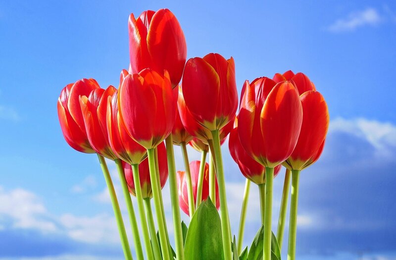 Red Tulips in Bloom — Bright, Spring