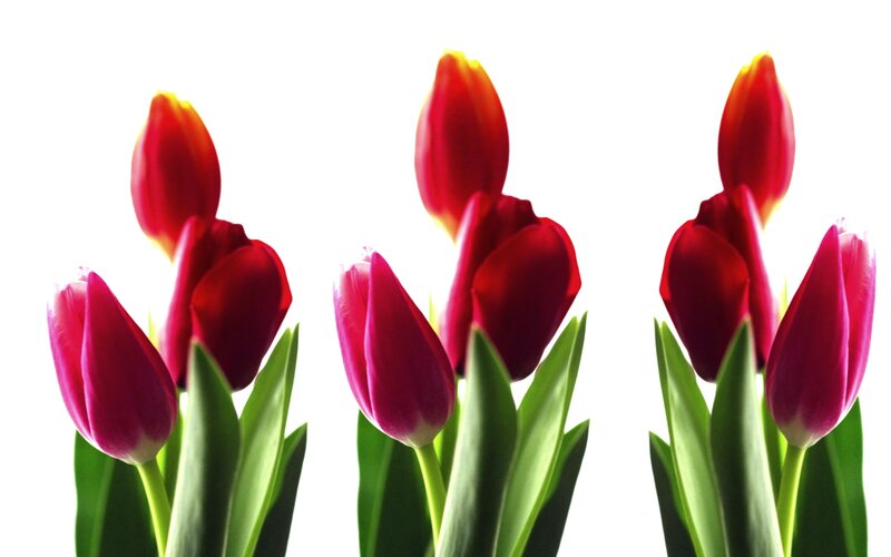 Red Tulips in Bloom — Calm, Photograph, Flowers