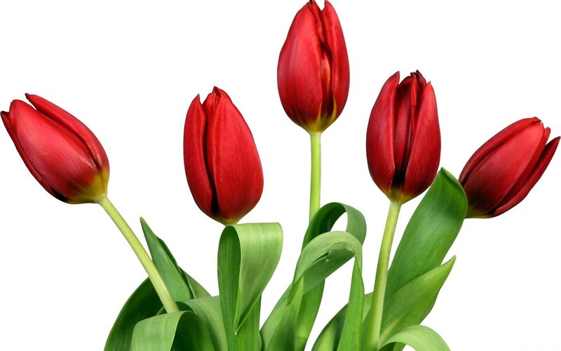 Red Tulips in Bloom — Calm, Photograph, Green Stems
