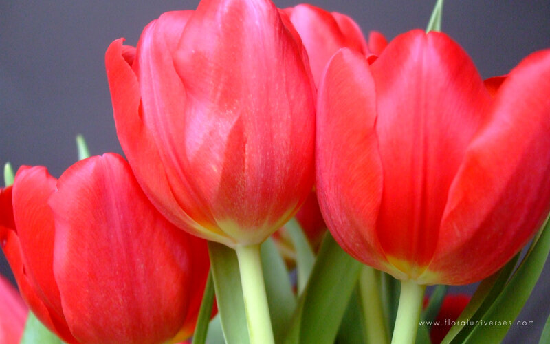 Red Tulips in Bloom — Calm, Photograph