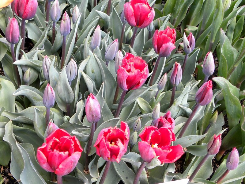 Red Tulips in Bloom — Calm, Spring, Photograph, Buds