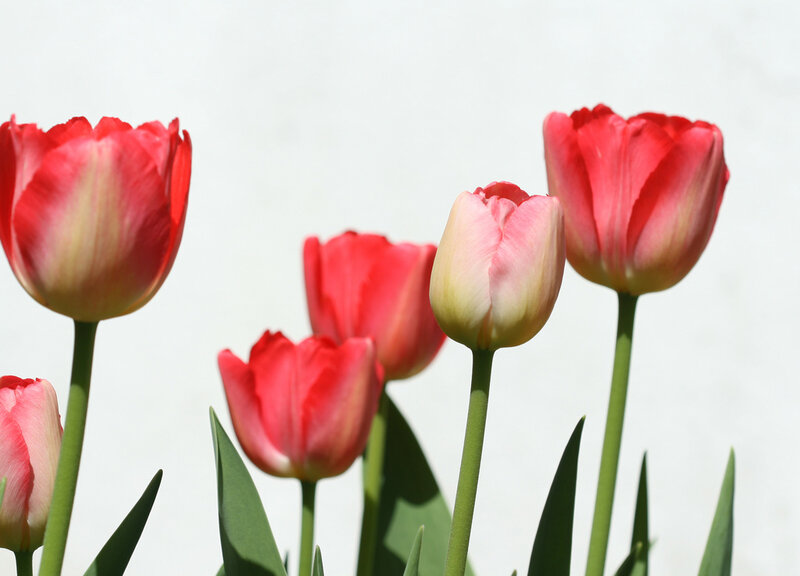 Red Tulips in Bloom — Calm, Spring, Photograph, Green Stems