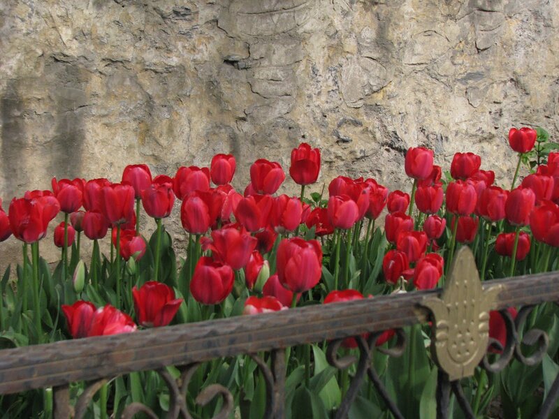 Red Tulips in Bloom — Calm, Spring, Photograph
