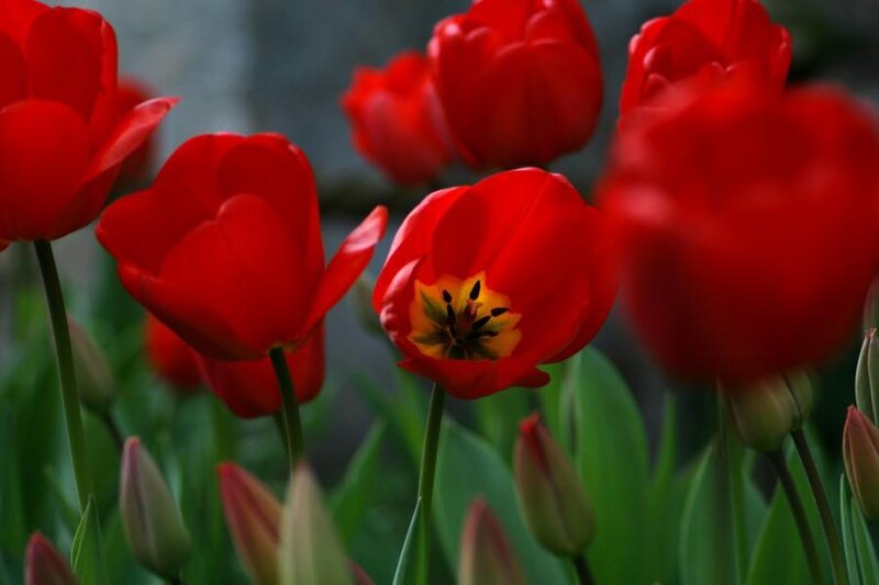 Red Tulips in Bloom — Calm, Spring