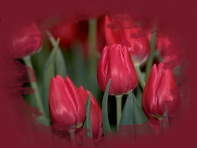 Red Tulips in Bloom — Calm