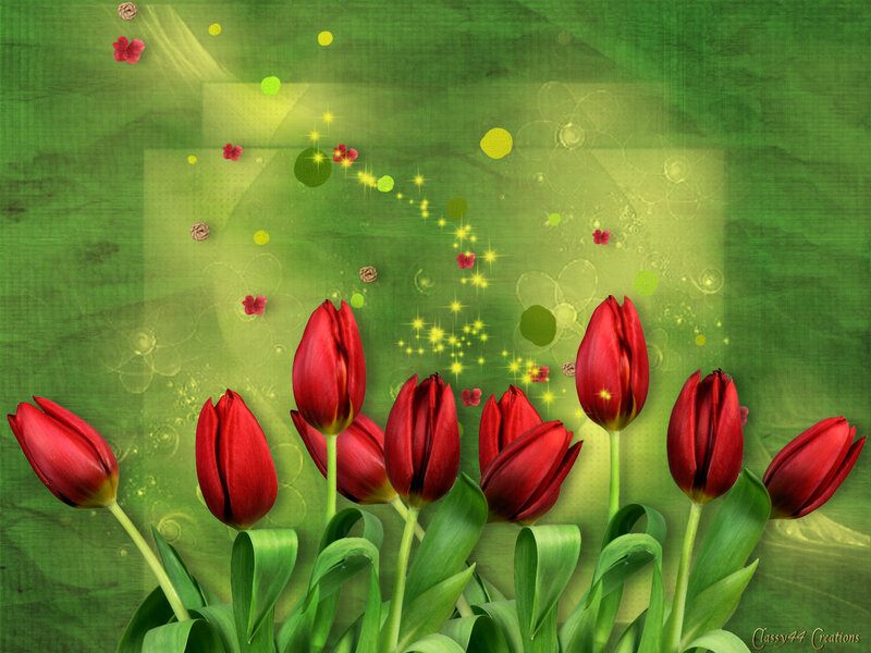 Red Tulips in Bloom — Cheerful