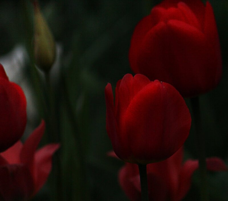 Red Tulips in Bloom — Dark