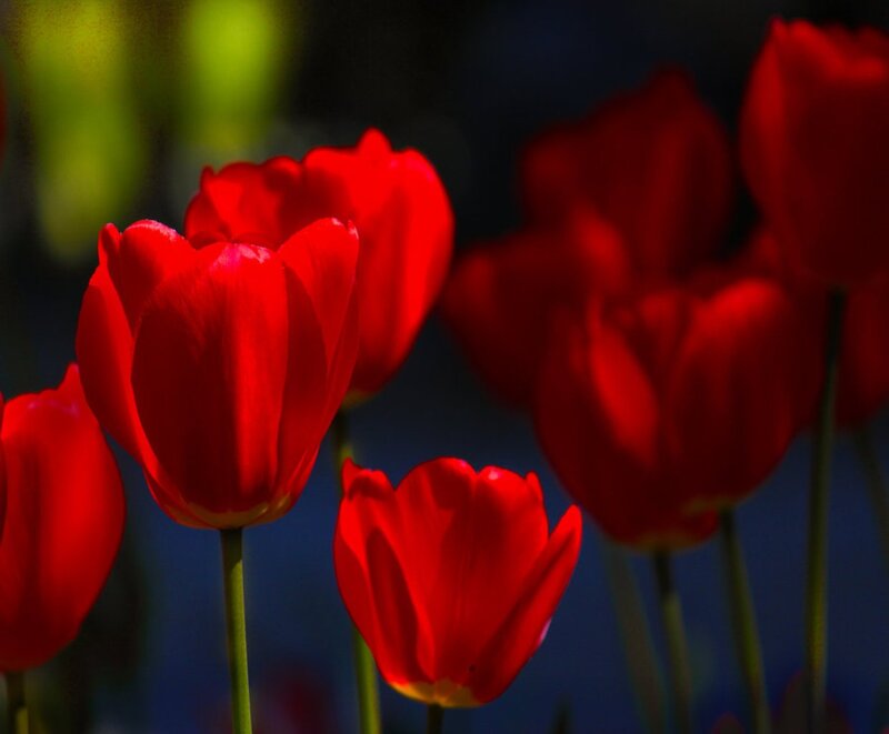 Red Tulips in Bloom — Dramatic, Afternoon