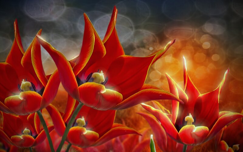 Red Tulips in Bloom — Dramatic, Digital Art