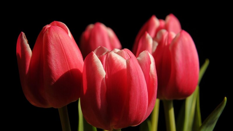Red Tulips in Bloom — Dramatic, Photograph, Flowers, Stems