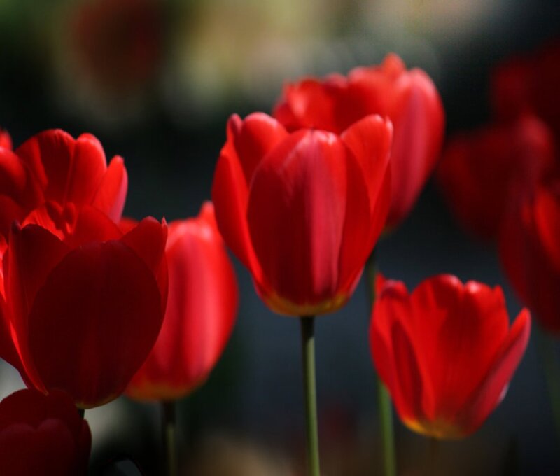 Red Tulips in Bloom — Dramatic, Photograph, Flowers