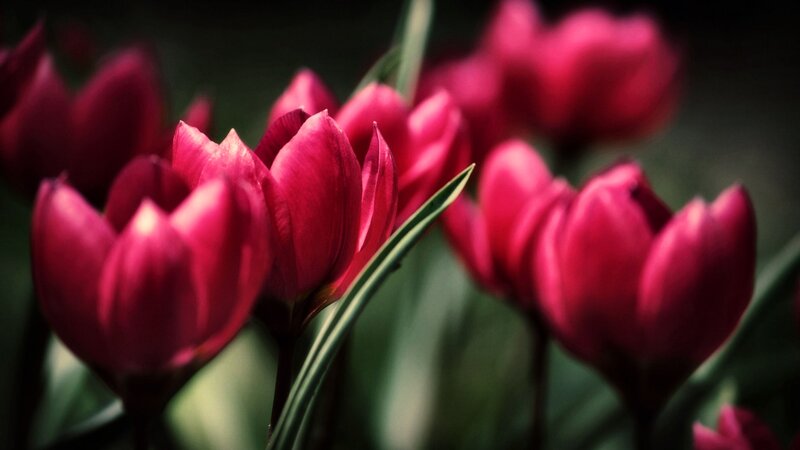 Red Tulips in Bloom — Dramatic, Photograph, Green Leaves