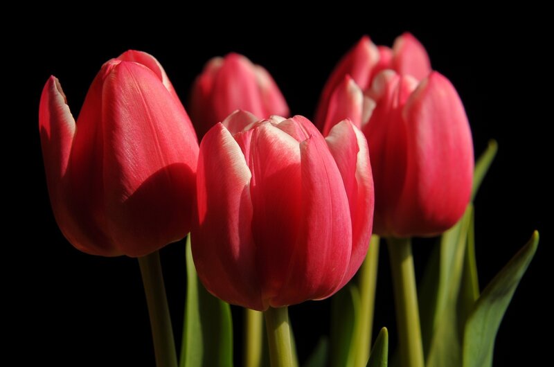 Red Tulips in Bloom — Dramatic, Photograph, Green Stems, Black Background
