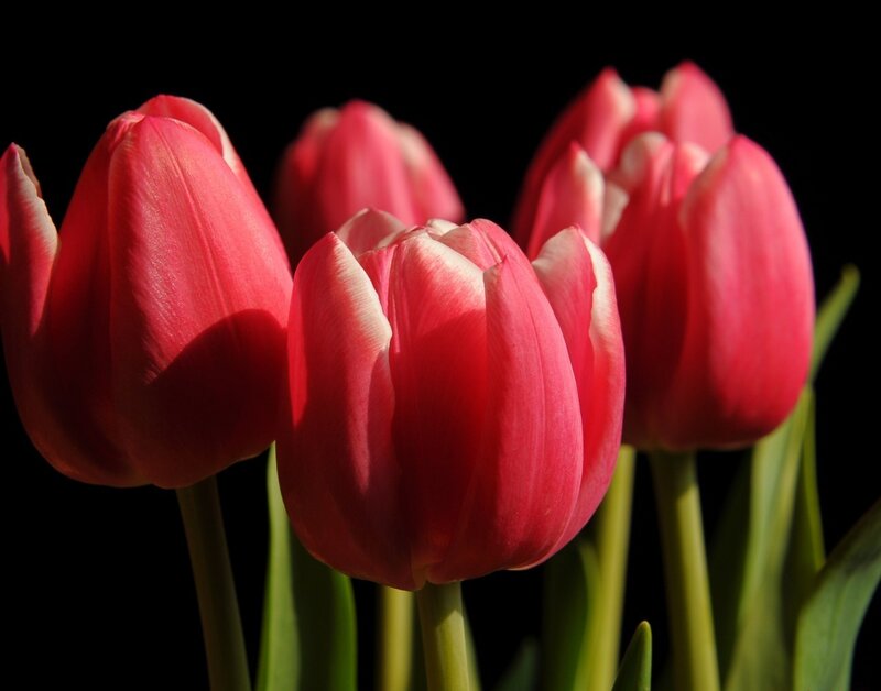 Red Tulips in Bloom — Dramatic, Photograph, Green Stems