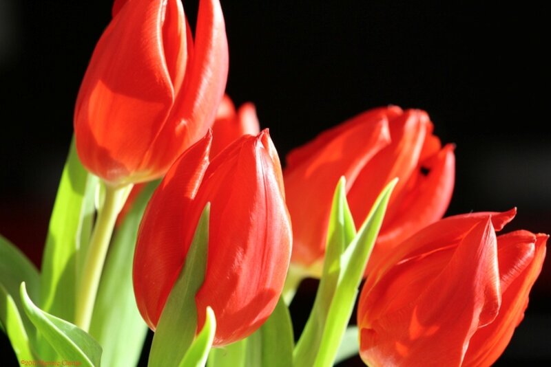 Red Tulips in Bloom — Dramatic, Photograph