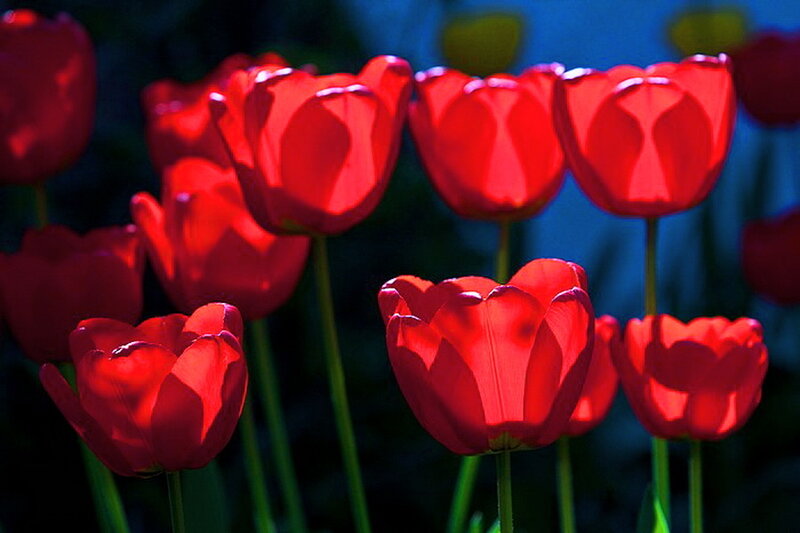 Red Tulips in Bloom — Dramatic