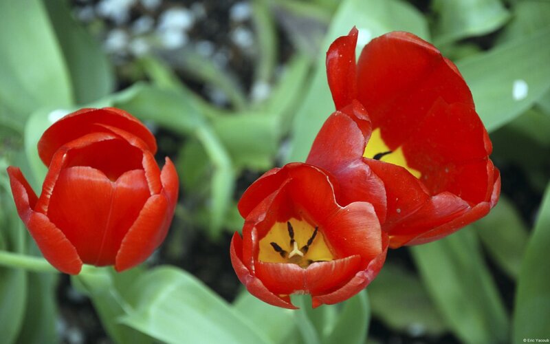 Red Tulips in Bloom — Natural, Spring