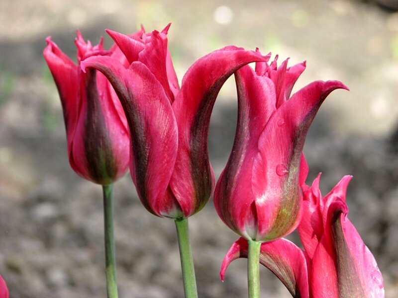 Red Tulips in Bloom — Pink, Calm