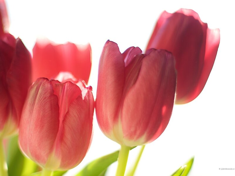 Red Tulips in Bloom — Pink