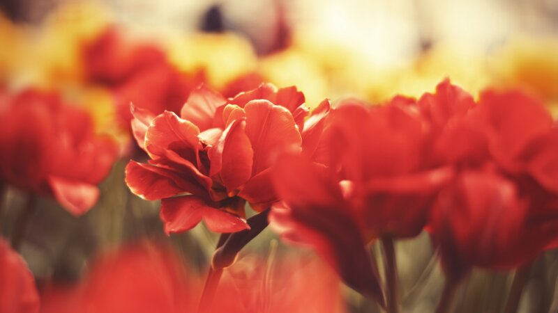 Red Tulips in Bloom — Serene, Afternoon, Photograph, Flowers